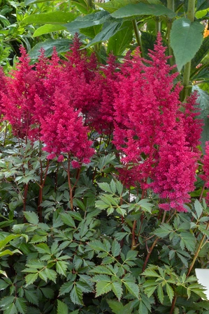 Astilbe Go-Go Red