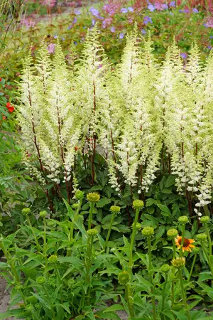 Astilbe Happy Spirit PPAF