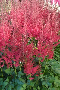 Astilbe Hot Pearls PBR