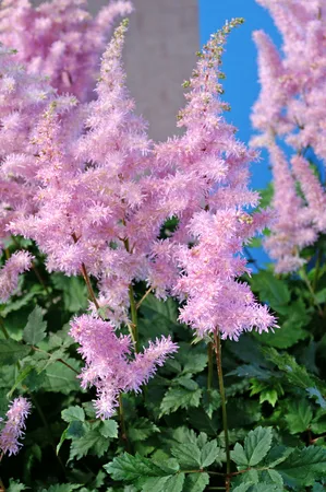 Astilbe Ice Cream PBR