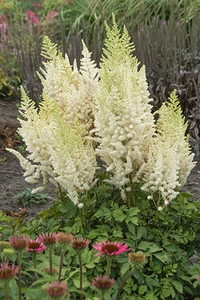 Astilbe Ivory Pearls PBR