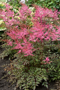 Astilbe Key West PBR