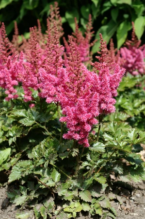 Astilbe Little Vision in Pink PBR