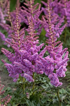 Astilbe Little Vision in Purple PBR