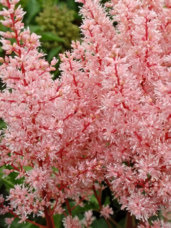 Astilbe Look at me PBR