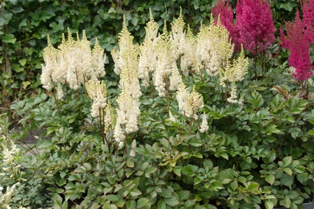 Astilbe Lowland White PBR