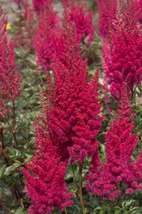 Astilbe Lowlands Ruby Red PBR