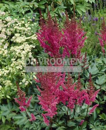 Astilbe Maggie Daley