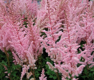 Astilbe Mighty Pip ®