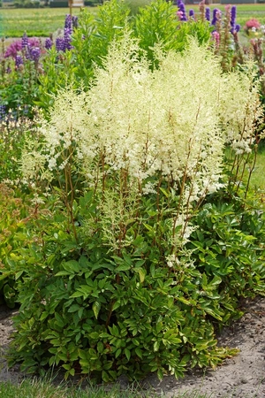 Astilbe Mighty Plonie