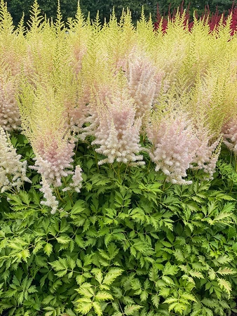 Astilbe Milk And Honey PBR