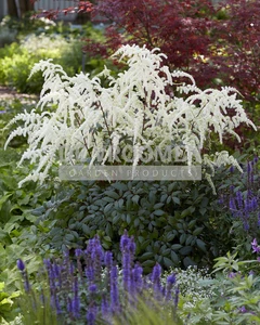 Astilbe Moccachino