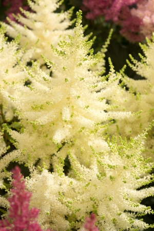 Astilbe Mojito PBR