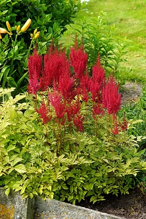 Astilbe Montgomery