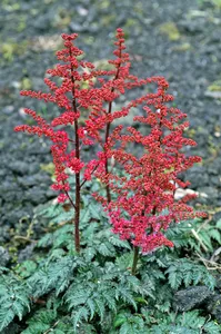 Astilbe Moulin Rouge PBR