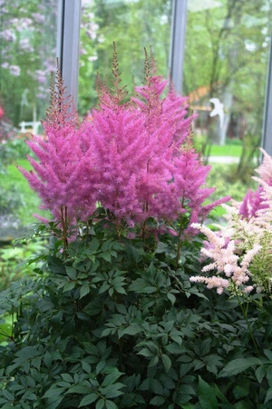 Astilbe Nemo ® (arendsii)