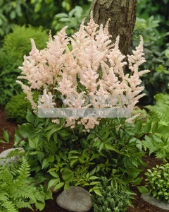 Astilbe Peach Blossom