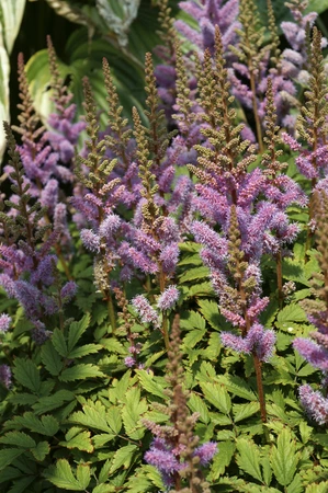 Astilbe Pumila