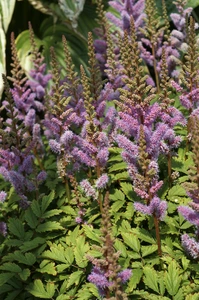 Astilbe Pumila