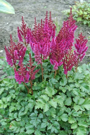 Astilbe Purple Rain PBR