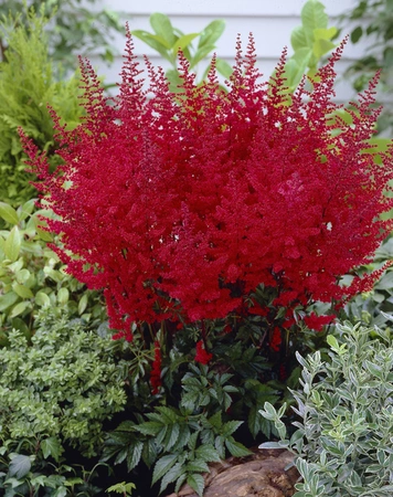 Astilbe Radius