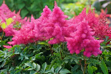 Astilbe Raspberry PBR