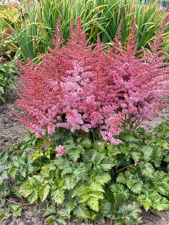 Astilbe Razzle Dazzle