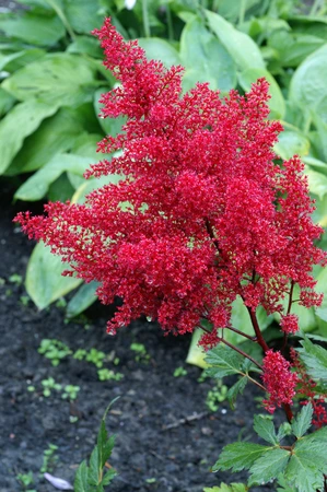 Astilbe Red Sentinel (japonica)