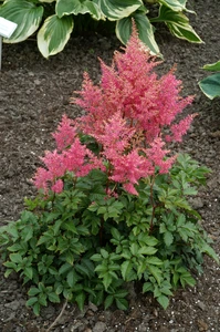 Astilbe Rheinland