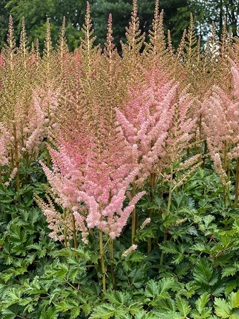 Astilbe Satin Pearls