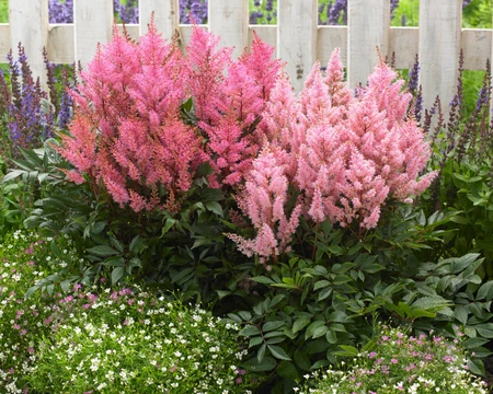 Astilbe Smile at Me