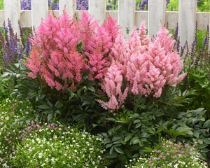 Astilbe Smile at Me