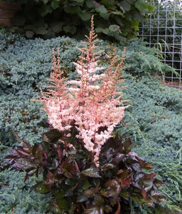 Astilbe Spotlight