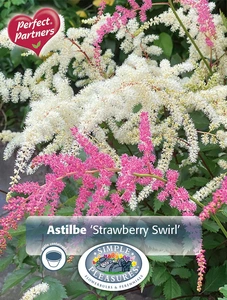 Astilbe Strawberry Swirl | Capper 5 x 16