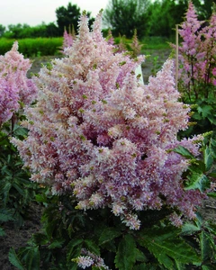 Astilbe Sugarberry PBR