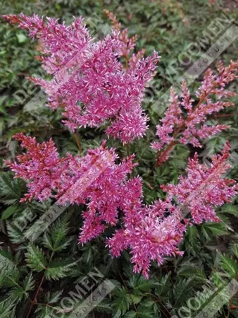 Astilbe Super Sprite | 125 pce