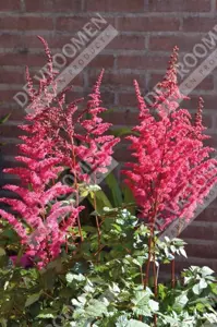 Astilbe Vision Vulcano | 125 pce