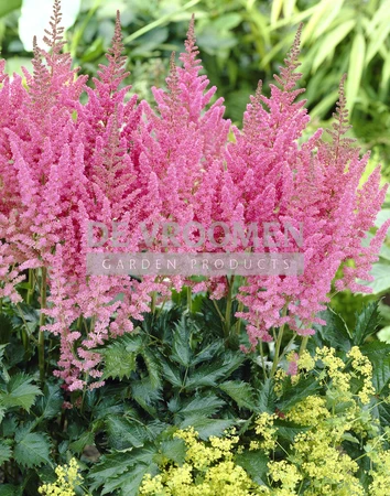 Astilbe Visions in Pink PBR