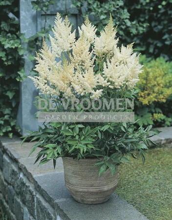 Astilbe Visions in White PBR