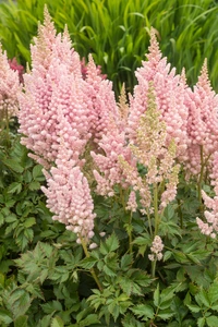 Astilbe Visions Inferno PBR