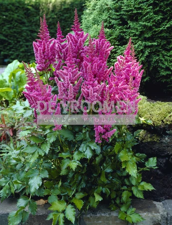 Astilbe Visions PBR