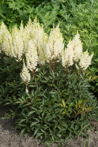 Astilbe Whiteberry