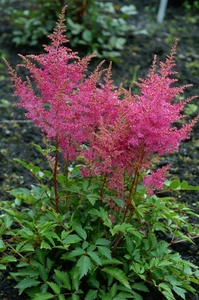 Astilbe Younique Lilac PBR