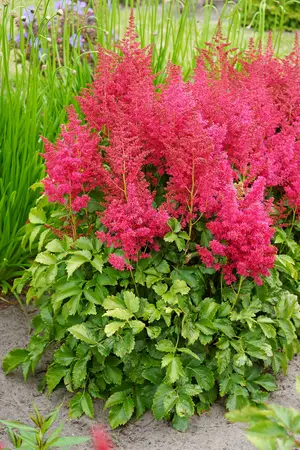 Astilbe Younique Ruby Red