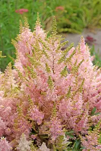 Astilbe Younique Salmon PBR