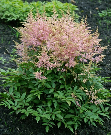 Astilbe Younique Silvery Pink PBR