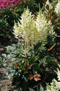 Astilbe Younique White PBR