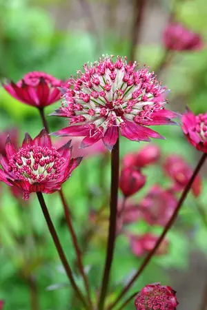 Astrantia Burgundy Manor