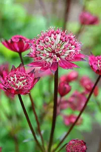 Astrantia Burgundy Manor