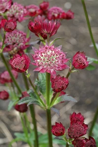 Astrantia Ruby Cloud (major)